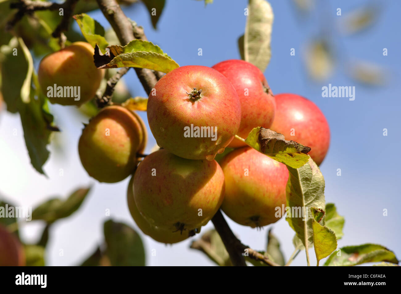 Cox`s Orange Pippin apples Stock Photo